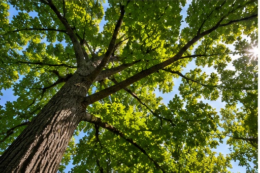 Tree canopy